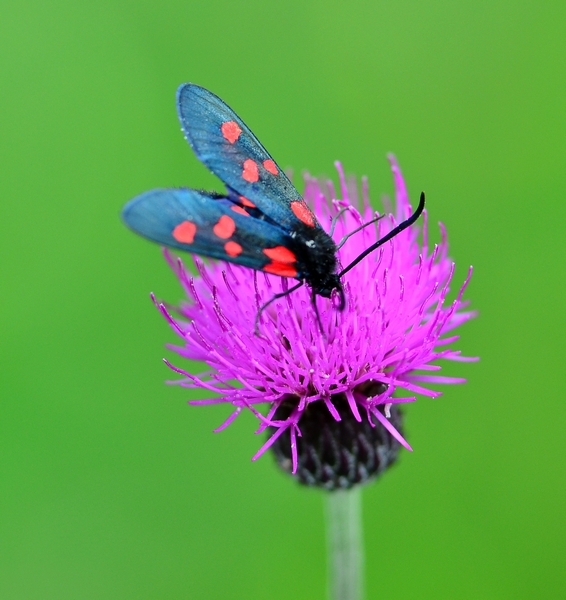 Zygaena (Zygaena) lonicerae, Zygaenidae